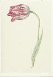Pink Tulip