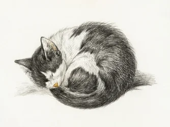 Rolled Up Lying Sleeping Cat