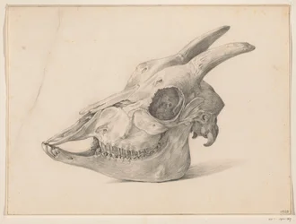 Skull of a Goat