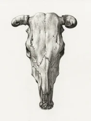 Skull of a Cow Front View