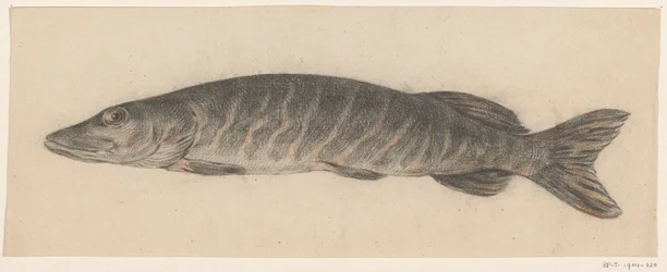 Pike, Facing Left