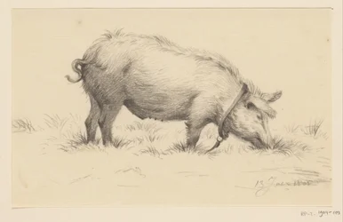Standing Watering Pig, Facing Right, in the Grass