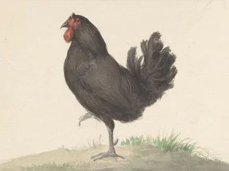 Standing Black Chicken