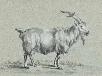 Standing Goat