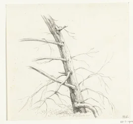 Study of a Tree