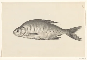 Fish, Lying to the Left, with Notches