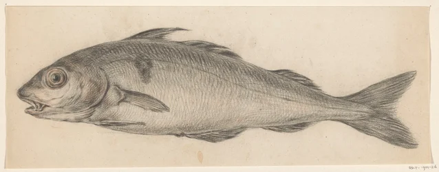 Fish, facing left