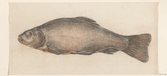 Fish, Facing Left