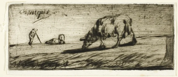A Sheep Grazing