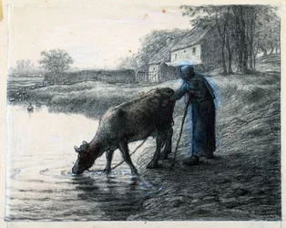 Woman leading her Cow to Water