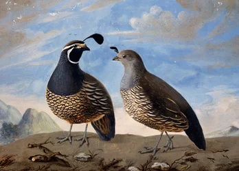 Pair of Californian Partridges