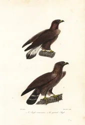 Golden eagle, Aquila chrysaetos