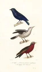 Manucode, Grey-Headed Starling and Long-Tailed Meadowlark