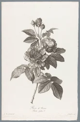 French Rose (Flowers Drawn from Nature)