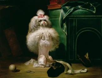 A Dog of the Havannah Breed, 1768