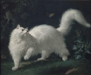 Angora Cat Chasing a Butterfly
