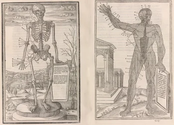 On the Dissection of the Parts of the Human Body, 1545