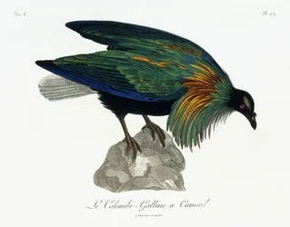 Nicobar Pigeon