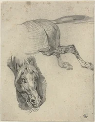 Head and Hindquarters of a Racing Horse
