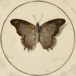 The Endymion