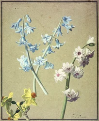 A Blue and a Lavender Hyacinth, and a Yellow Narcissus