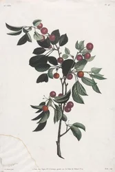 Collection of Flowers and Fruits: Branches of Early Cherries