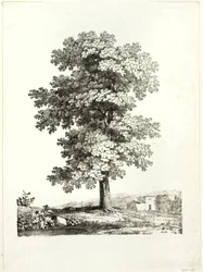 Study of a Tree