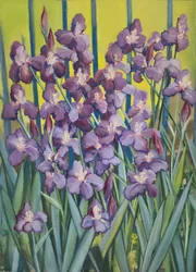 Purple Irises