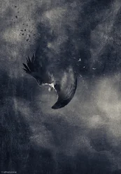 Falling Dark Bird