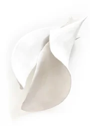 White Serene Curves