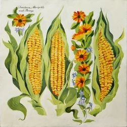 Corn and marrow flowers, 2014