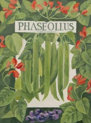 Phaseolus (runner beans)