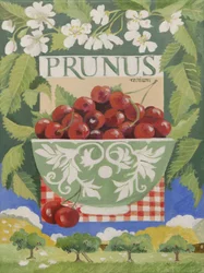 Prunus avium
