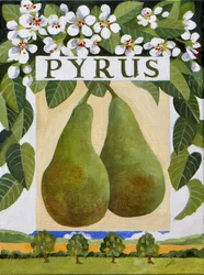 Pyrus (pear)