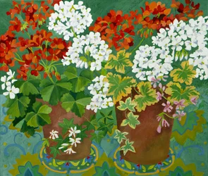 Red and white geraniums in pots, 2013
