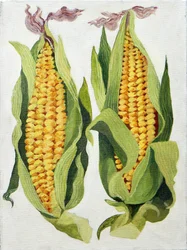 Sweetcorn, 2013