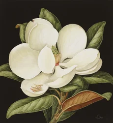 Magnolia Grandiflora