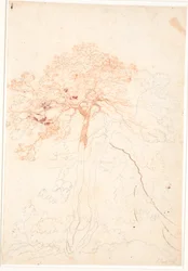 Study of two large pine trees