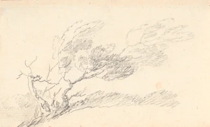 Study of Tree in Wind