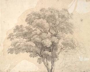 Study of Tree Crown