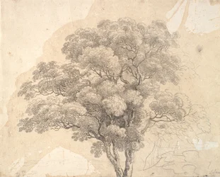 Study of Tree Crown