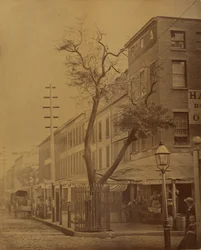 The Stuyvesant Pear Tree