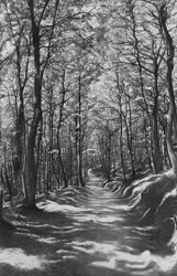 Tuscany, Beech Forest, 2024
