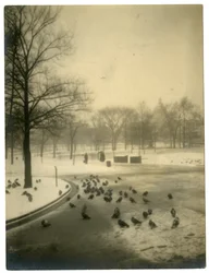 Common with pigeons, Boston, USA, c.1902-10