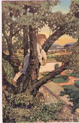 A boy in a tree, from 