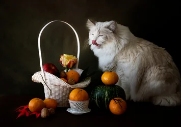 Autumn Fruit Still Life with Cat