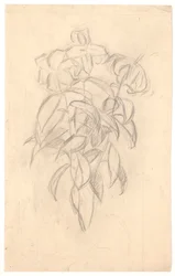 Flower Study