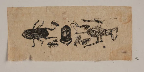 Insect