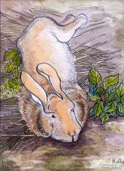 Holly, the Giant Continental Rabbit