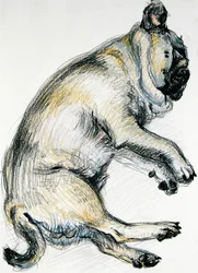 Sleeping Pug One